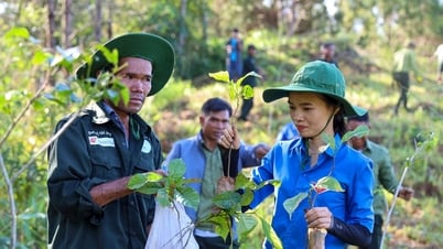 Vườn quốc gia Tà Đùng phát động trồng 15.000 cây xanh