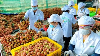 Une conférence sur la promotion du commerce du litchi de Thanh Ha est prévue le 30 mai.