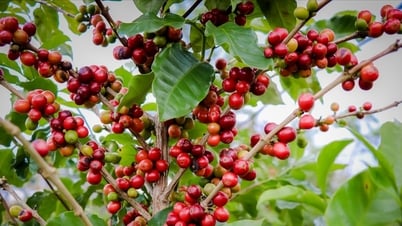 Giá cà phê hôm nay 19/5/2025: Giảm xuống thấp nhất 1 tháng qua
