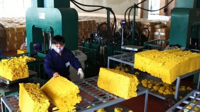 Giá cao su tăng, triển vọng xuất khẩu tiếp tục tươi sáng