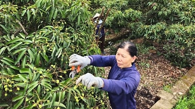 Diện tích nhỏ, giá trị lớn