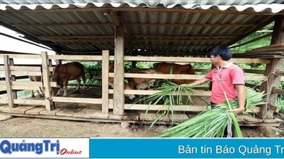 Vinh Linh៖ ការលំបាកក្នុងការស្តារដើមទុន ដើម្បីធ្វើពិពិធកម្មជីវភាព និងបង្កើតគំរូកាត់បន្ថយភាពក្រីក្រ