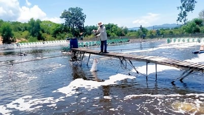 Cảnh báo nắng nóng và thời tiết giao mùa ảnh hưởng đến nuôi trồng thủy sản