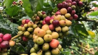 Giá nông sản ngày 19/5/2025: Cà phê và hồ tiêu duy trì ở mức cao