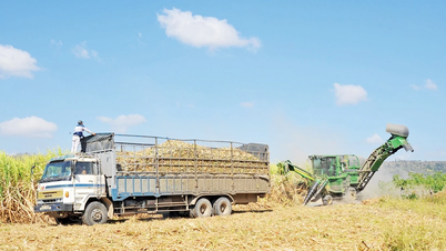 La société par actions agricole AgriS Gia Lai harmonise les intérêts entre les entreprises et les producteurs de canne à sucre