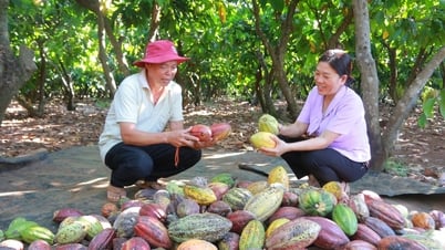 Giá ca cao tăng vọt, nông dân phấn khởi