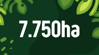 7750 هكتارًا - هي مساحة النباتات الطبية ومنتجات الغابات غير الخشبية المزروعة عضويًا في المقاطعة في عام 2025