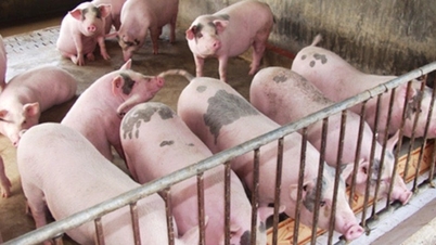 Schweinepreis heute 2/5: Weiterhin stabil