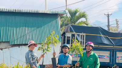 Các cơ sở kinh doanh cây giống vào mùa