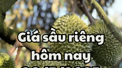Precio del durian hoy 20/05/2025: Malasia continúa expandiéndose