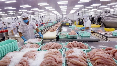 Cá tra và nghịch lý “lép vế” trên sân nhà