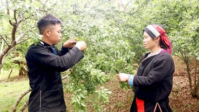 Du lịch vươn tầm, nông nghiệp nâng chất: Kỳ cuối - Khi nông nghiệp “lên tour”