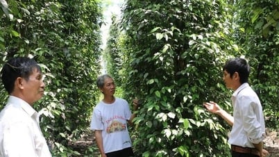 Pepper price today 5/20/2025: Decrease in Gia Lai