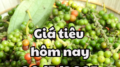 Giá tiêu hôm nay 20/5/2025: Áp lực tăng cao bởi lượng tiêu nhập khẩu