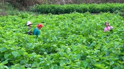 Bao Lac planted more than 505 hectares of mulberry trees - Cao Bang Electronic Newspaper