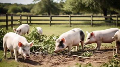Schweinepreis am 20. Mai 2025: Zentralregion leicht gesunken, übrige Regionen stabil