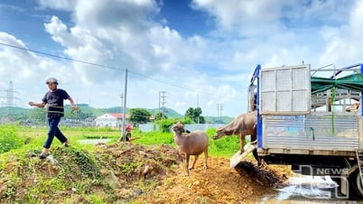 Hỗ trợ sinh kế cho vùng đồng bào dân tộc thiểu số