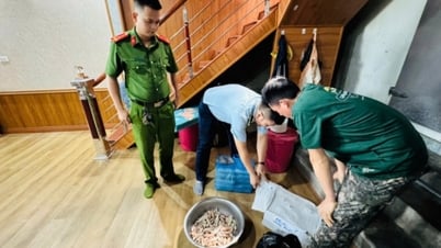 Phát hiện gần 480kg thực phẩm đông lạnh không rõ nguồn gốc 