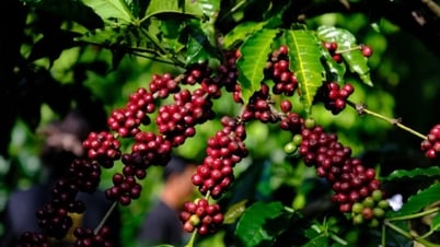 Agrarproduktpreise am 20. Mai 2025: Kaffee leicht rückläufig, Pfeffer stabil auf hohem Niveau