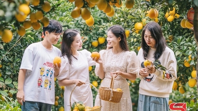 관광과 관련된 과일나무 개발