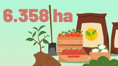 6,358 hectares - is the total area of ​​concentrated commodity production areas on rice, vegetables, and fruit trees currently in the province.