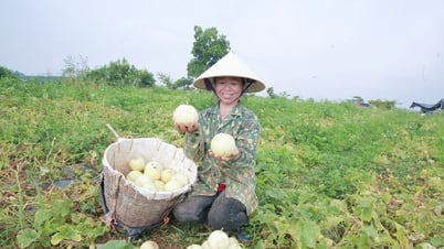 កសិករ Nghe An រវល់ប្រមូលផលផ្លែឪឡឹក ដើម្បីបន្ធូរអារម្មណ៍
