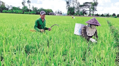 Farmers actively take care of summer-autumn rice
