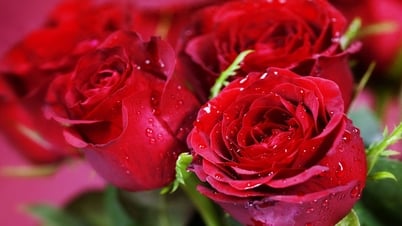 사파로 와서 장미의 세계에 푹 빠져보세요