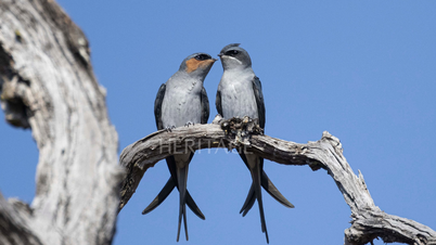 Yok Don - Là où les oiseaux nichent