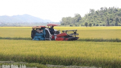 Nông dân rộn ràng thu hoạch vụ đông xuân