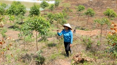 Le reboisement de Hai Duong a atteint 84 % du plan