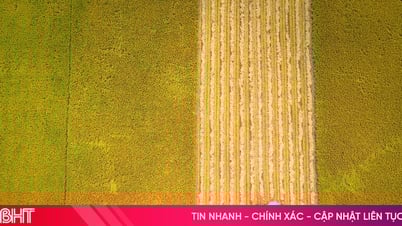 Ha Tinh - campos fragantes de arroz nuevo