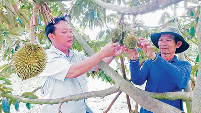 „Wagemut“, Durian auf saurem Sulfatboden anzubauen und das süße Ende