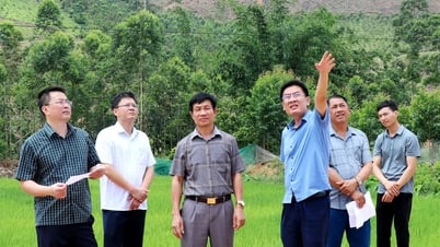 Son Dong: Dringend einen Plan zur Evakuierung von Haushalten aus Erdrutschgebieten entwickeln
