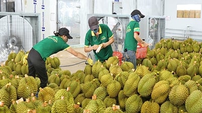 Xử lý thông tin "Sầu riêng vẫn loay hoay giải quyết chất vàng O"