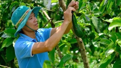 Bao Lam : valoriser la marque de produits OCOP