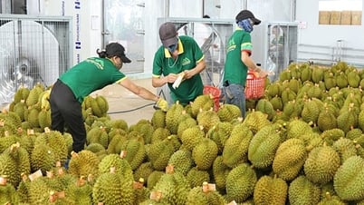Handling information "Durian still struggling to deal with yellow O substance" - Lang Son Newspaper and Radio and Television Station