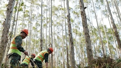 Необходимо положить конец спорам о лесных землях - газета, радио и телевидение Lang Son