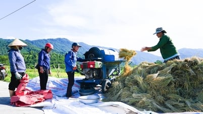 Mùa vàng ở vùng cao Quế Phong