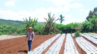 Kết nối biển, rừng với Net Zero (Bài cuối)