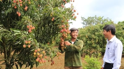 Đắk Nông dự báo thu nhập bình quân đầu người năm 2025 đạt 85 triệu đồng