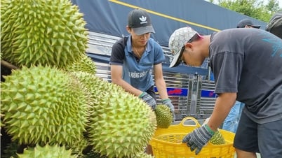 จีนอัปเดตรหัสพื้นที่เพาะปลูก 829 รหัสและรหัสโรงงานบรรจุภัณฑ์ 131 รหัสสำหรับทุเรียนเวียดนาม