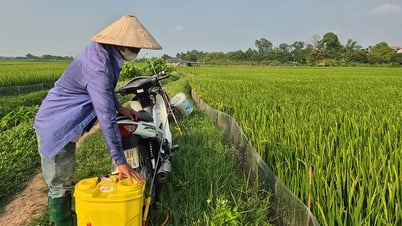 Bắc Giang: Phòng trừ, hạn chế sự lây lan của sâu bệnh hại lúa trên diện rộng