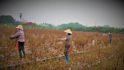 Hanoi gestattet Unternehmen, Land zu pachten, um das Investitionsprojekt in den Aufbau der technischen Infrastruktur des Hong Ha Industrial Clusters umzusetzen.