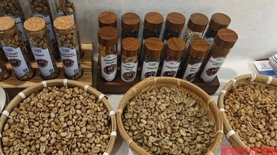 سعر القهوة اليوم 21/5: انخفض مرة أخرى، والشركات تصدر بكميات كبيرة
