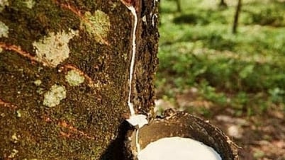 Giá cao su hôm nay 21/5: Biến động không đồng nhất