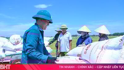 Giá lúa xuân 2025: Biến động theo ngày, có loại thấp hơn năm trước