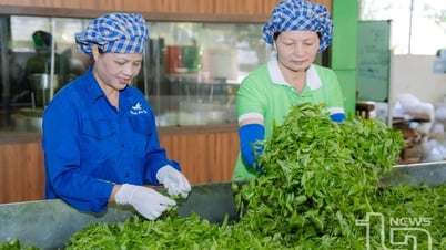 Sản xuất chè an toàn gắn với truy xuất nguồn gốc