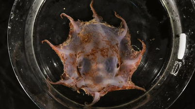 New octopus species discovered in deep-sea canyon off Australia