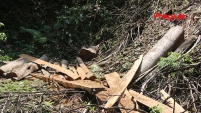 Тхай Нгуен - Защитные леса «вырубаются», многолетние деревья заменяются молодыми акациями